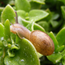 Snails destroy your garden